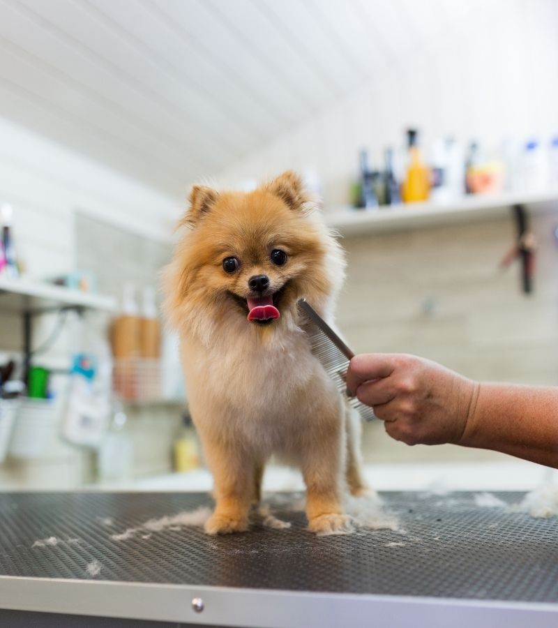 Riverwalk Pet Hospital - pet grooming