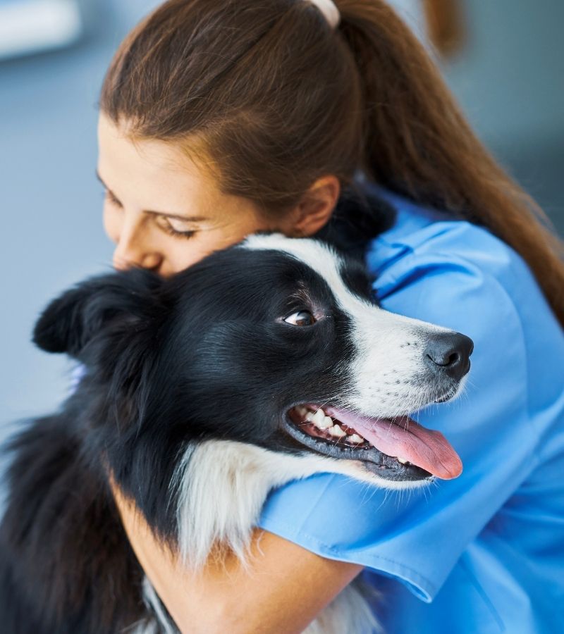 Riverwalk Pet Hospital - pet services