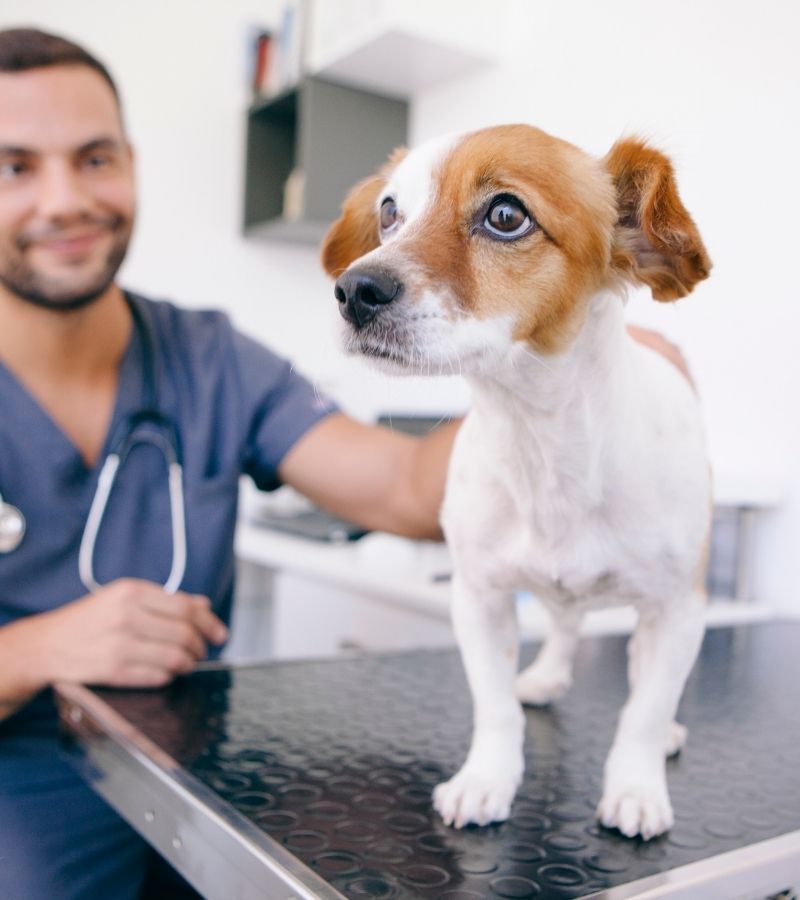 Riverwalk Pet Hospital - Preventative Care