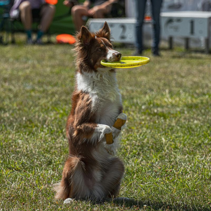 A dog stands on its hind legs